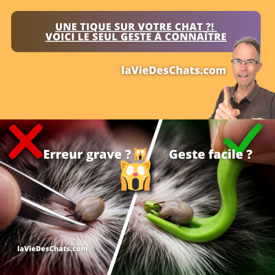 UNE TIQUE SUR VOTRE CHAT ?! VOICI LE SEUL GESTE À CONNAÎTRE cover