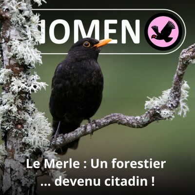 S01E71 Le Merle : Un forestier devenu citadin... au 19e siècle ! cover