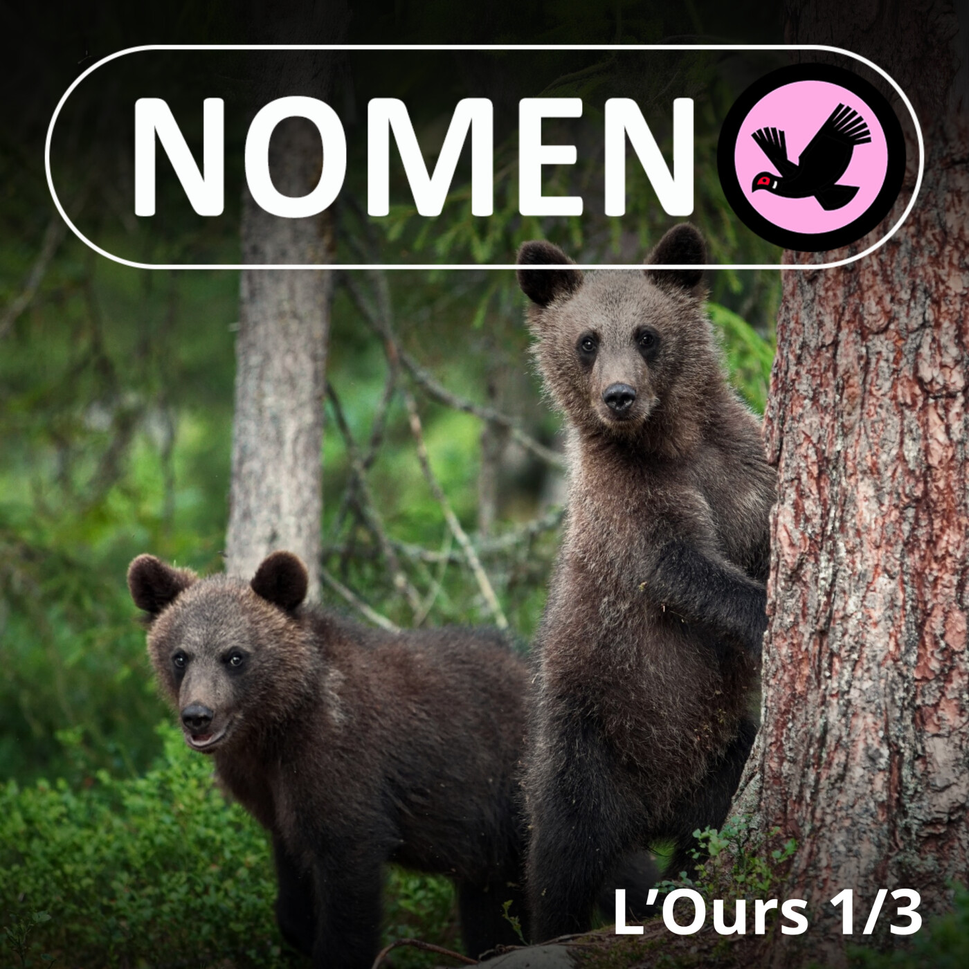 S01E41 L'Ours 1/3 : Au Moyen-Âge, bien avant le Lion, l'Ours était le roi des animaux