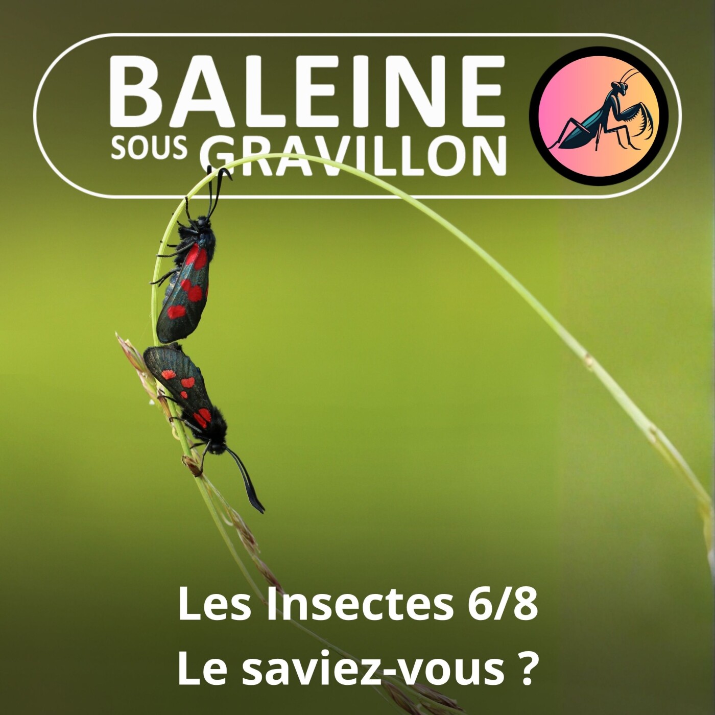BEST OF D'ÉTÉ #34 Insectes : Mythes et réalités 2/2 (Ennaloel Mateo-Espada)