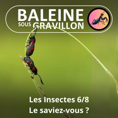 BEST OF D'ÉTÉ #34 Insectes : Mythes et réalités 2/2 (Ennaloel Mateo-Espada) cover