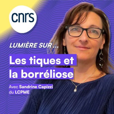 Lumière sur... Les tiques et la borréliose cover