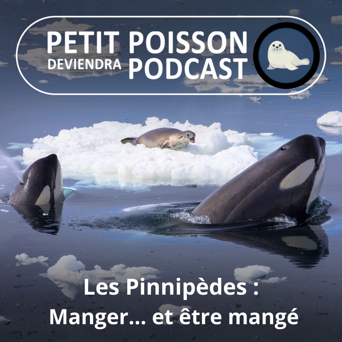 S05E32 Les Pinnipèdes : Leurs prédateurs, ou manger... et être mangé