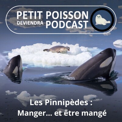 S05E32 Les Pinnipèdes : Leurs prédateurs, ou manger... et être mangé cover