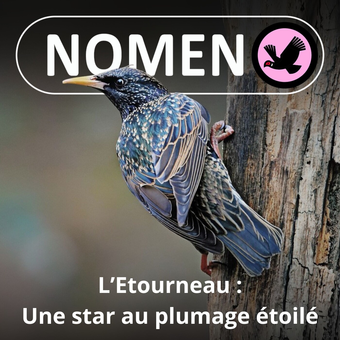 S02E38 L'Étourneau : une star au plumage étoilé qui a conquis le monde