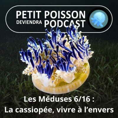 S04E06 Méduses 6/16 : Méduse Cassiopée, une vie à l'envers ! cover