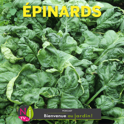 PAROLES D'EXPERTS: TOUT SAVOIR SUR LES ÉPINARDS cover