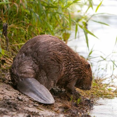 Le retour du castor en Île-de-France cover