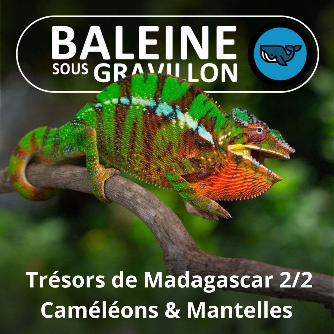 BEST OF D'ÉTÉ #02 Trésors de Madagascar 2/2 : Caméléons et Mantelle dorée episode artwork