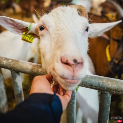 JE T'EMMÈNE DANS L'AUBE DE L'ÉTÉ - La Ferme des Damoiselles cover
