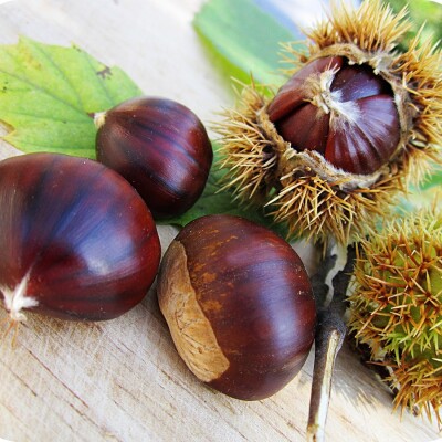 Cueillette d’automne : comment distinguer châtaignes et marrons ? cover