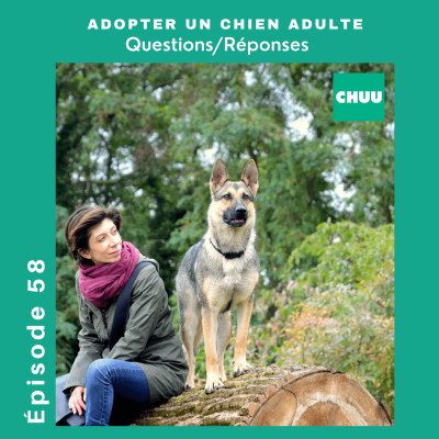 #58 - ADOPTER UN CHIEN ADULTE : Questions / Réponses cover