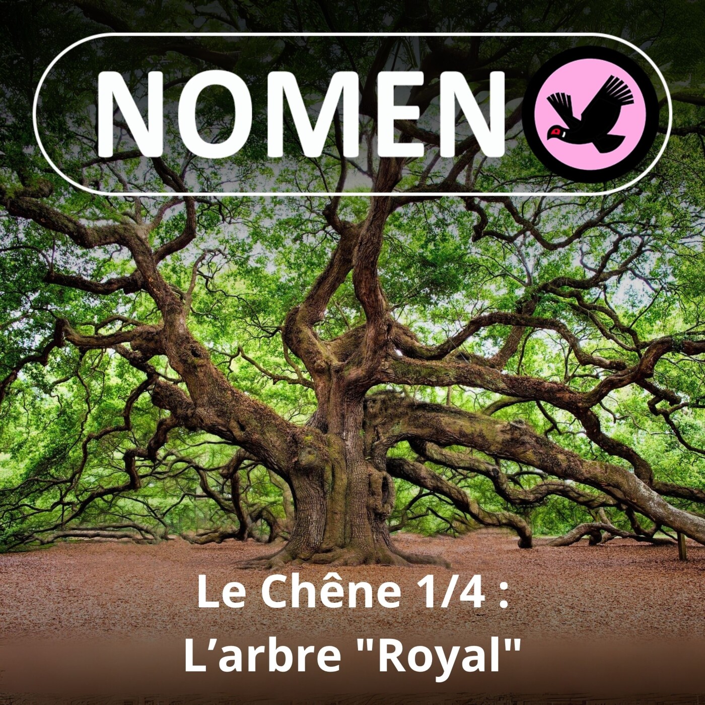 S02E04 Le Chêne 1/4 : l'arbre "royal" qui constitue plus d'un tiers des forêts françaises