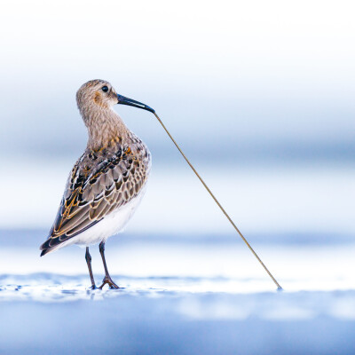 Changez de regard devant l’écran ou en Baie de Somme cover