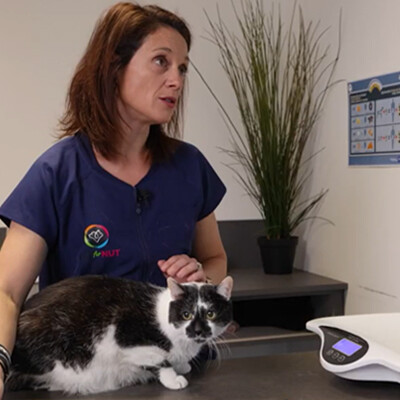 Socrate est en surpoids ! Suivez la consultation vétérinaire du Dr Maud Clavel - Conseils pour faire maigrir son chat en surpoids cover