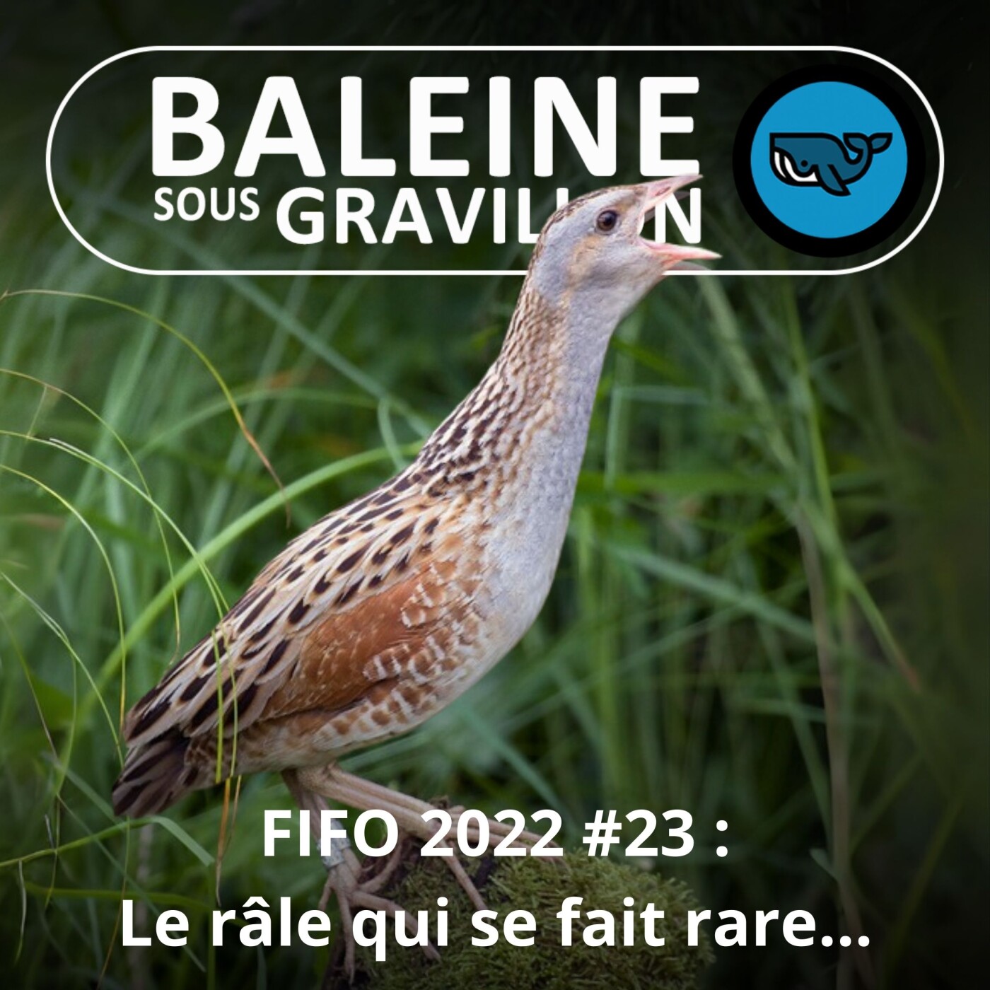 FIFO #23 : Le Râle des genêts se fait rare (Alexandre Martin, LPO)
