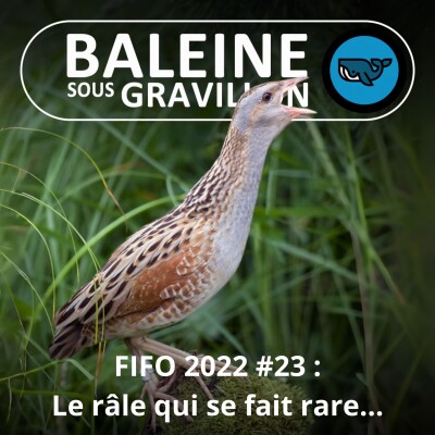 FIFO #23 : Le Râle des genêts se fait rare (Alexandre Martin, LPO) cover