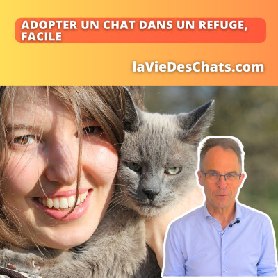 ADOPTER UN CHAT DANS UN REFUGE, C'EST FACILE - TOP 3 CONSEILS cover