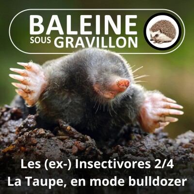 S03E37 Les (ex-) "Insectivores" 2/4 : la Taupe, le bulldozer de la prairie (Hélène Dupuy) cover