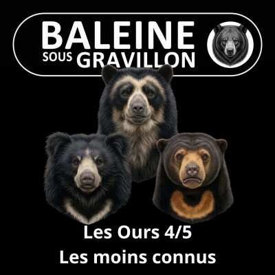 S05E25 Les Ours 4/5 : Les plus méconnus, Ours à lunettes, lippu et malais (Rémy Marion) cover