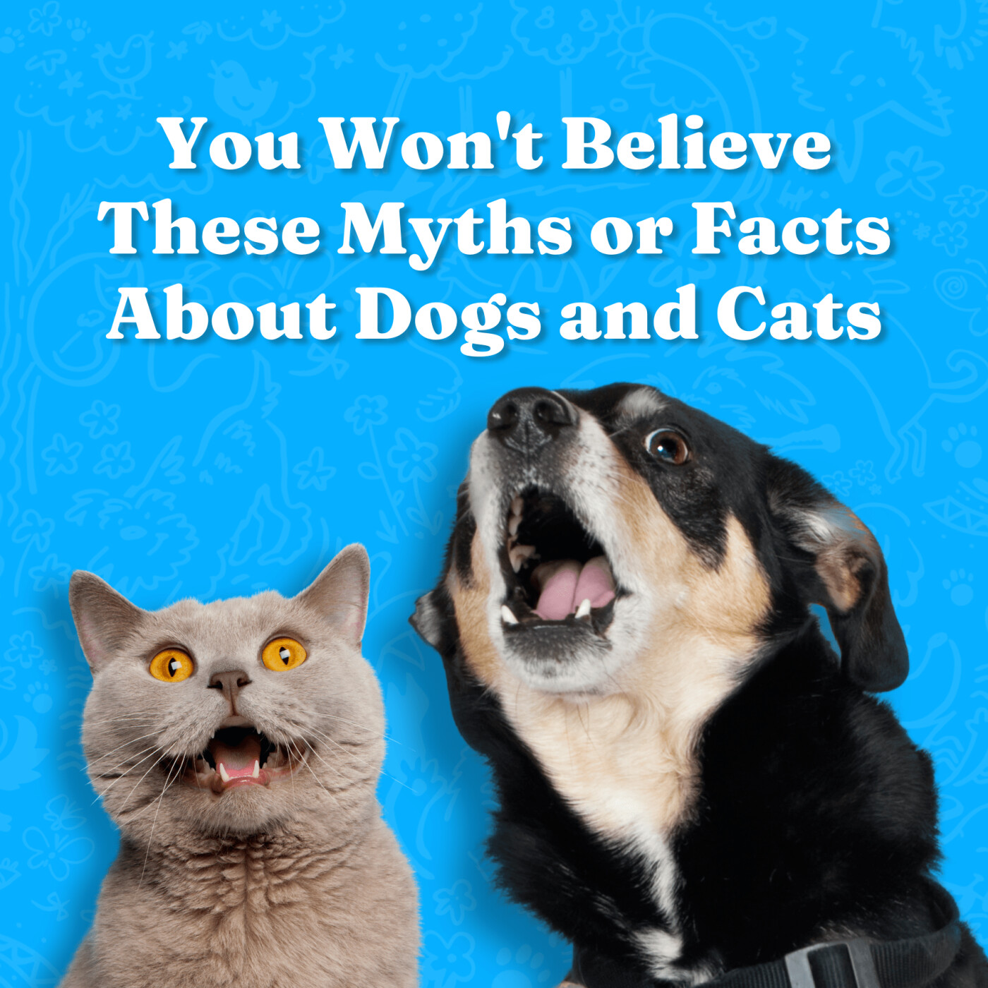 You Won't Believe These Myths or Facts About Dogs and Cats episode artwork