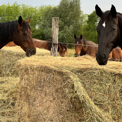 🐎 Equestre • L’alimentation cover