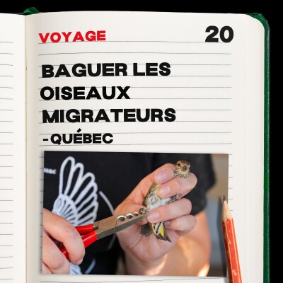 #20. Baguer les oiseaux migrateurs - Québec cover