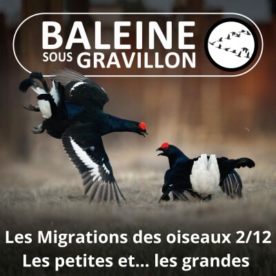 S04E18 Les Migrations des Oiseaux 2/12 : Du haut au bas de l'arbre à... l'aller-retour pôle Nord Pôle Sud ! cover