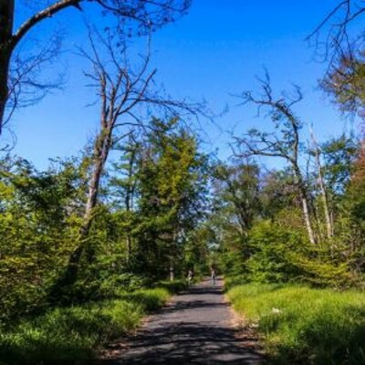 Les forêts, quelle gestion pour favoriser la biodiversité ? cover