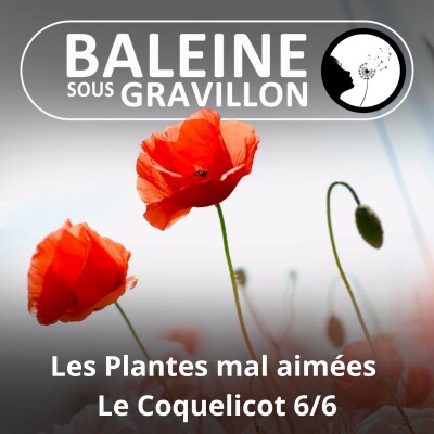 S03E31 Ces plantes mal aimées pourtant si utiles 6/6 : Le Coquelicot (Ludivine Delamare) cover