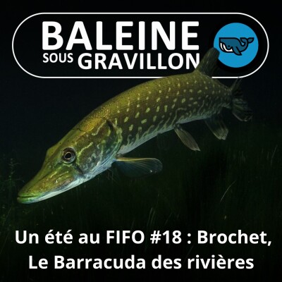 BEST OF D'ÉTÉ #18 : Brochet, Truite et Silure, cherchez l'intrus ! (Elsa Bugot, artiste animalière) cover
