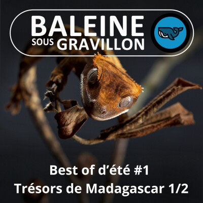 BEST OF D'ÉTÉ #1 : Trésors de Madagascar 1/2, Tortues étoilées et Geckos... sataniques (Olivier Marquis) cover