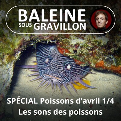 SPÉCIAL Poissons d'avril 1/4 : 20 000 chants sous les mers (Bill François) cover
