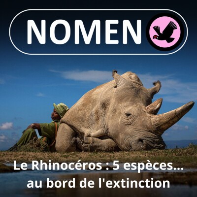 S01E70 Le Rhinocéros : En noir ou blanc, en 1 ou 2 cornes... mais tous au bord de l'extinction cover