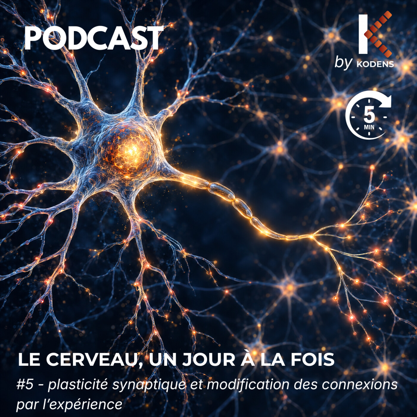 Episode#5 -  La plasticité synaptique : comment l’expérience renforce ou affaiblit les connexions entre neurones episode artwork