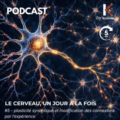 Episode#5 - La plasticité synaptique : comment l’expérience renforce ou affaiblit les connexions entre neurones cover