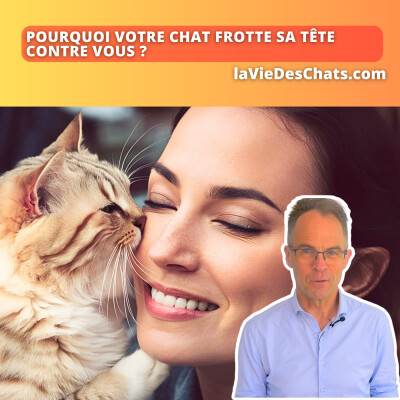 Pourquoi votre chat frotte sa tête contre vous ? 5 raisons cover