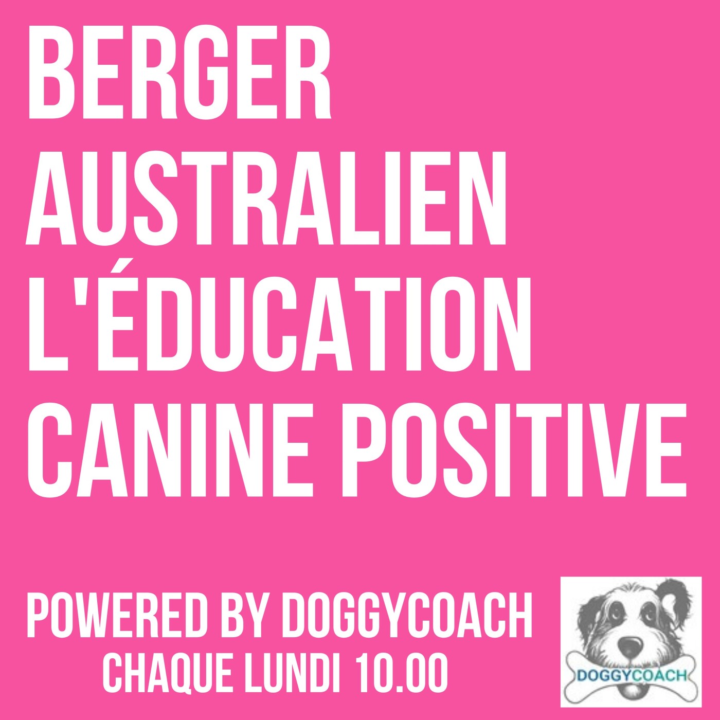 Berger Australien l\'éducation canine positive
