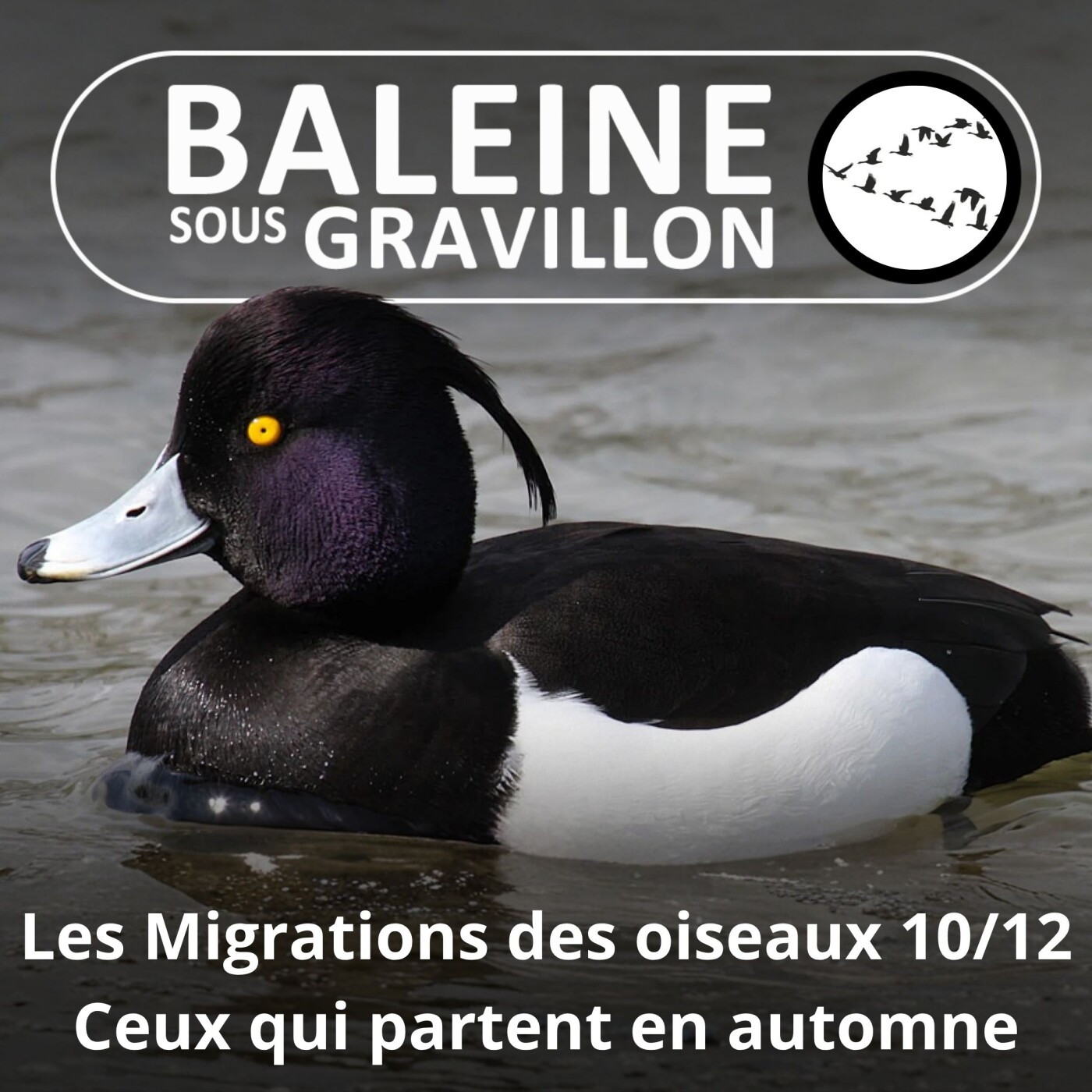 S04E26 Les Migrations des Oiseaux 10/12 : Partir en automne (octobre novembre décembre) episode artwork