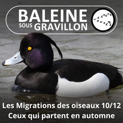 S04E26 Les Migrations des Oiseaux 10/12 : Partir en automne (octobre novembre décembre) cover