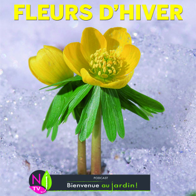 LE DOSSIER: DES PLANTES POUR ENJOLIVER LE JARDIN EN HIVER cover