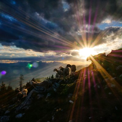 Birth of Christ: WHY did God choose Shepherds? cover