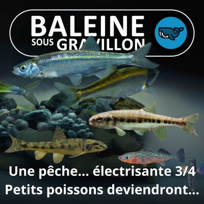 S07E133 Partie de pêche... électrisante 3/4 : Le menu fretin, de l'Épinochette au Vairon cover