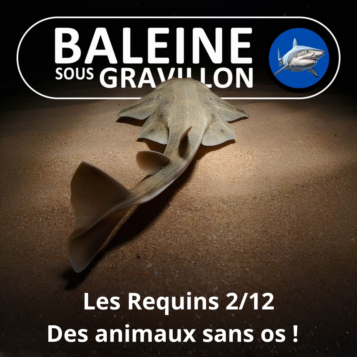 S04E06 Requins 2/12 : Des animaux sans os ni squelette ! episode artwork