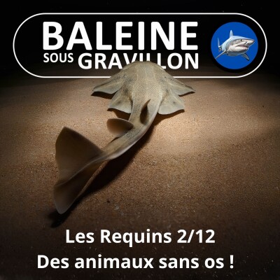 S04E06 Requins 2/12 : Des animaux sans os ni squelette ! cover