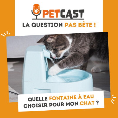 Quelle fontaine à eau choisir pour mon chat ? cover