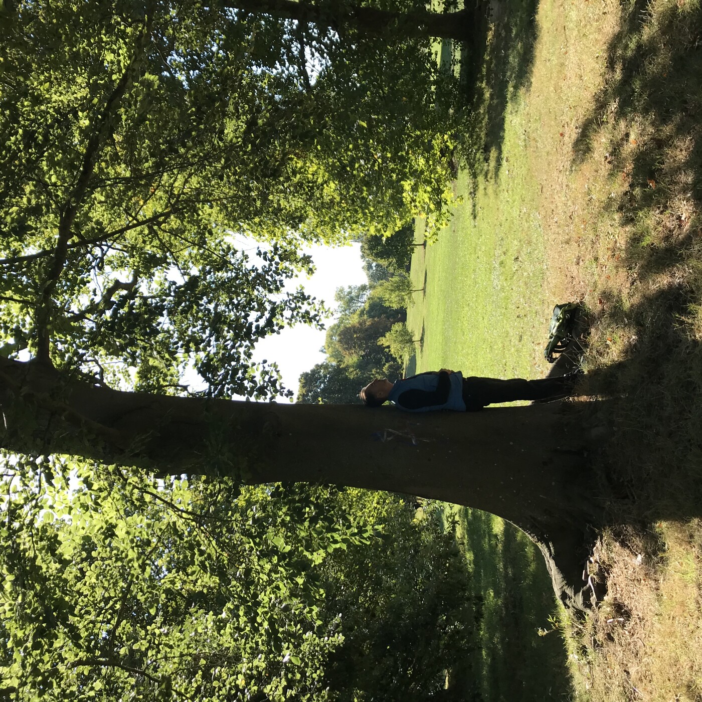 Tant qu\'il y aura des Arbres