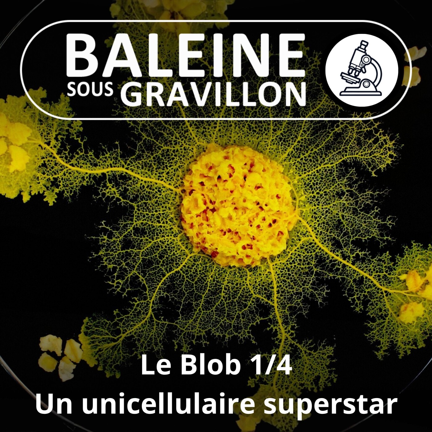 S04E56 Le Blob 1/4 : Un unicellulaire superstar (Audrey Dussutour) episode artwork