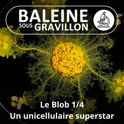 S04E56 Le Blob 1/4 : Un unicellulaire superstar (Audrey Dussutour) cover