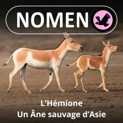 S02E05 De l'Âne à l'Hémione, du domestique au sauvage cover